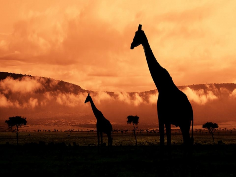 Africa Nature Animals (11)
